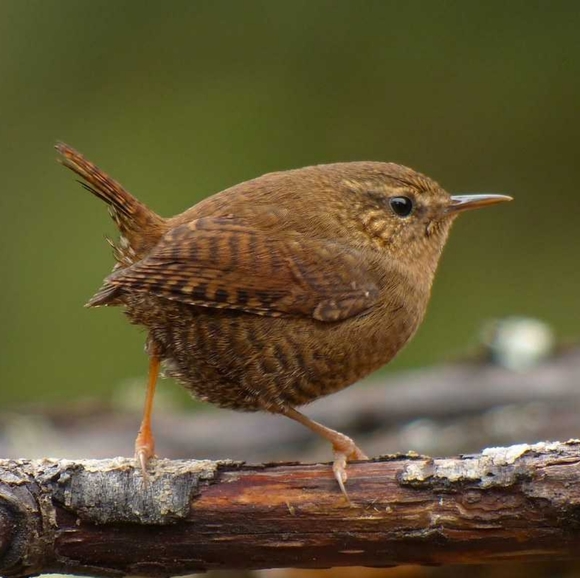 Meet your Posher, Pixie - Picture 1 of 1